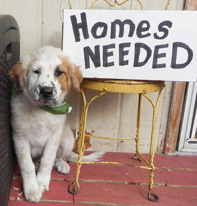 Colorado-Puppy-Rescue-Homes-Needed-1-976x1024