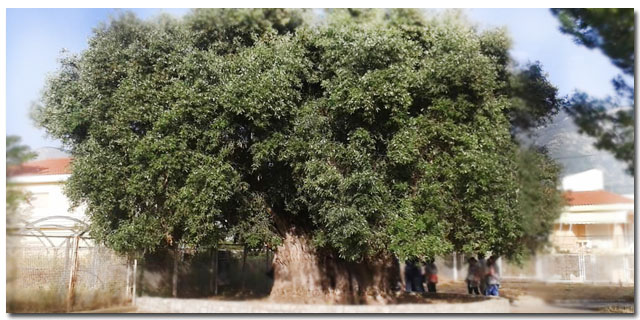 Ημερίδα με θέμα τη “μάνα ελιά” στην Καλαμάτα