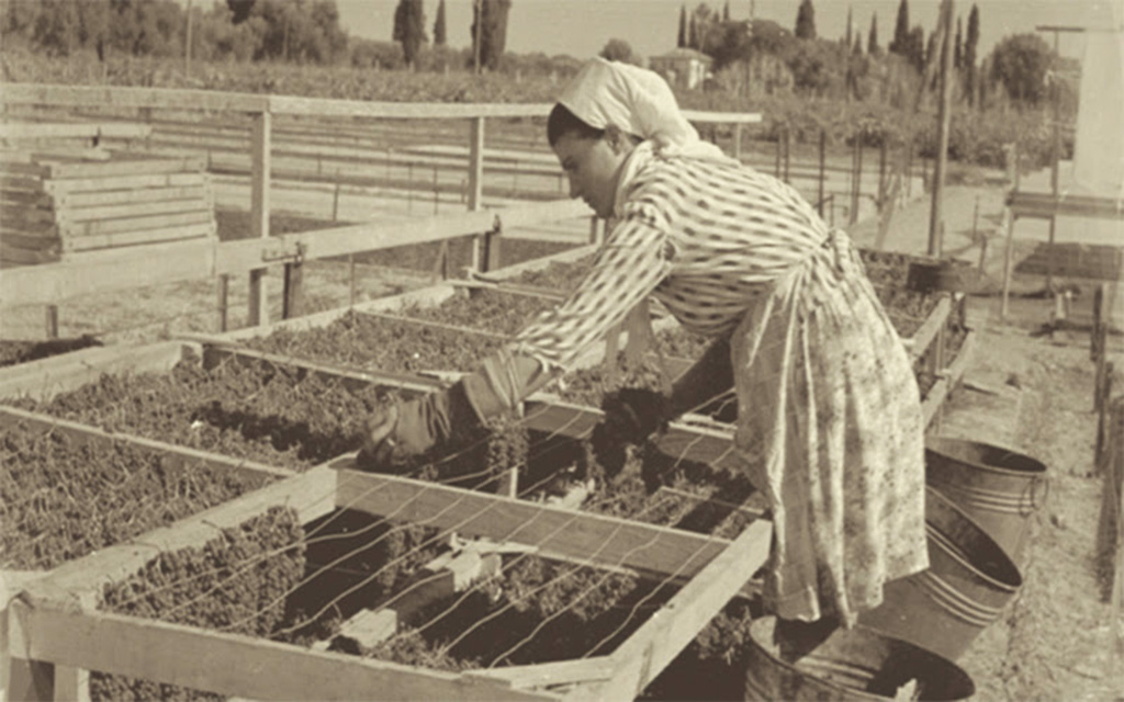 Εκδήλωση στην Καλαμάτα για τη μαύρη κορινθιακή σταφίδα