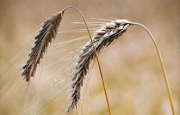 Διατροφή από την αρχαιότητα μέχρι σήμερα
