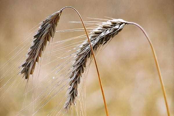 Διατροφή από την αρχαιότητα μέχρι σήμερα